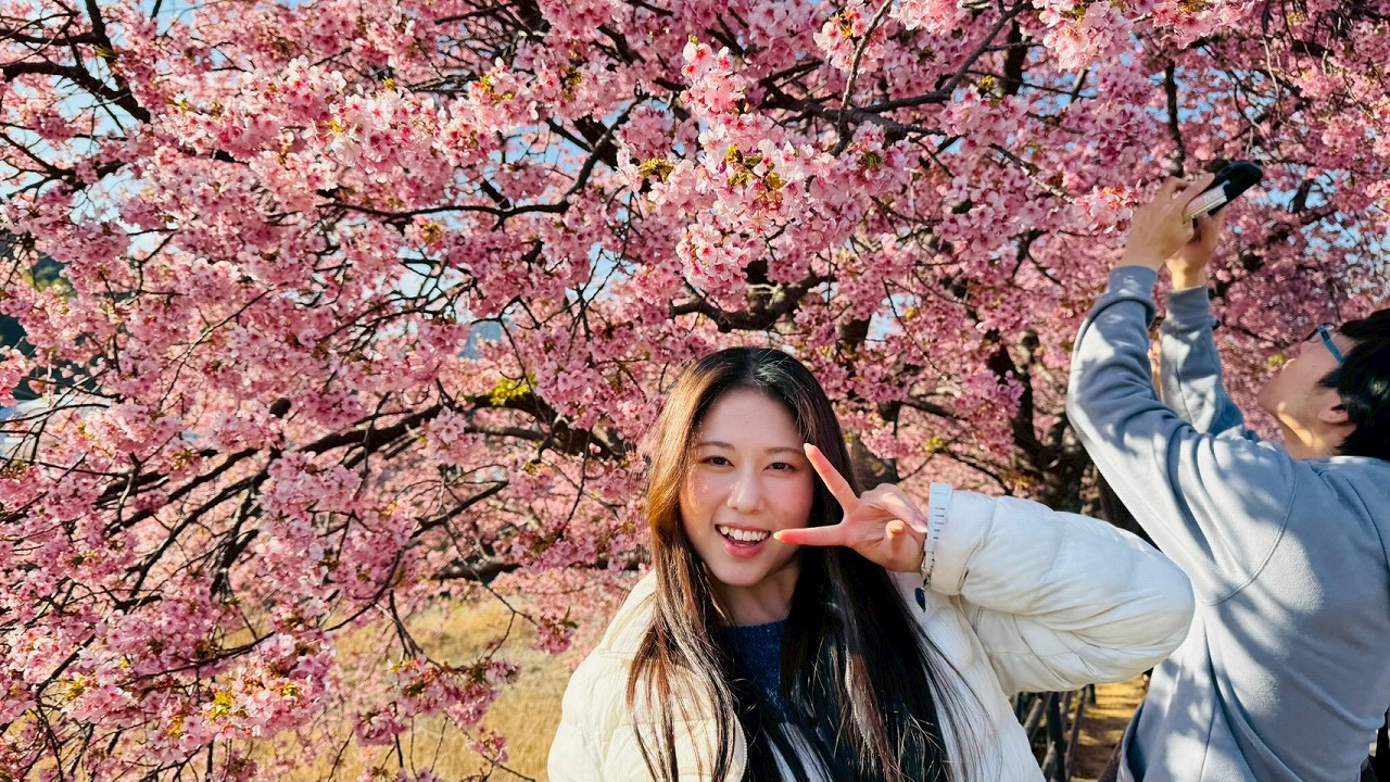 河津桜