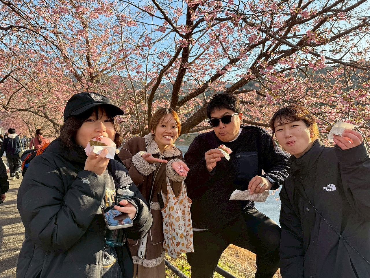 河津桜