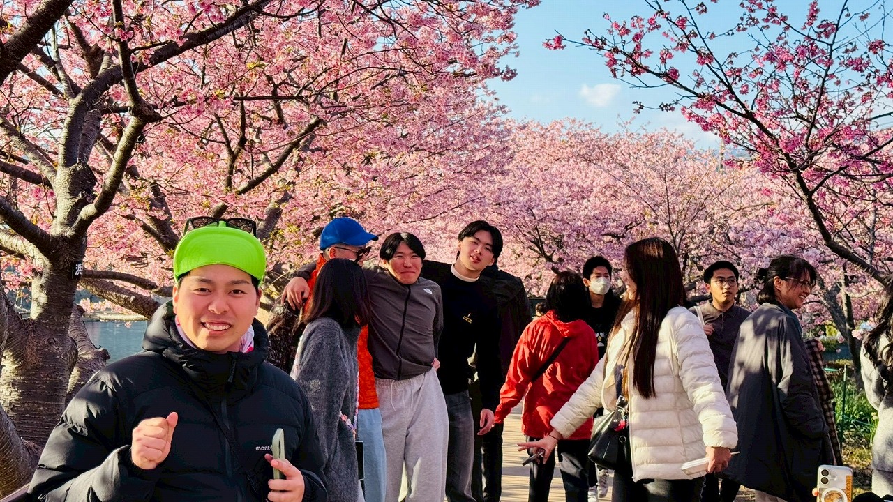 河津桜
