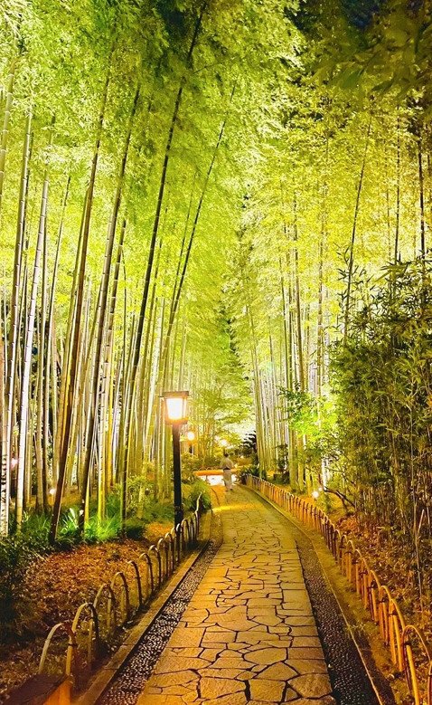 竹林の小径 ライトアップ